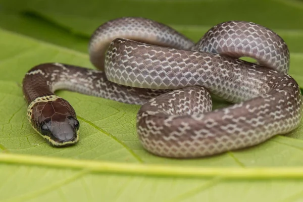 Närbild Liten Orm Gröna Blad Vanlig Varg Orm — Stockfoto