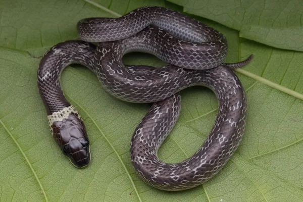 Detailní Záběr Malého Hada Zeleném Listu Common Wolf Snake — Stock fotografie