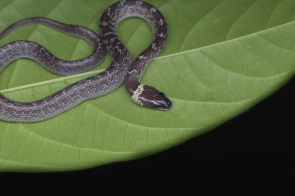 Gros Plan Petit Serpent Sur Feuille Verte Serpent Loup Commun — Photo