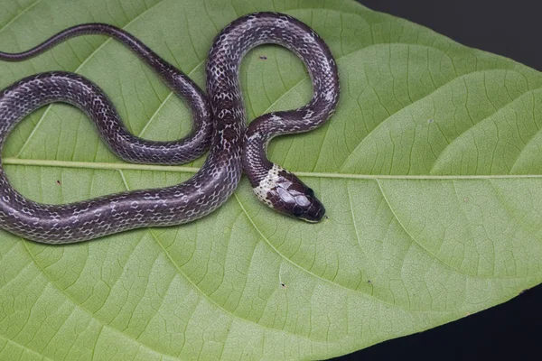 Close Small Snake Green Leaf Common Wolf Snake — Stock Photo, Image