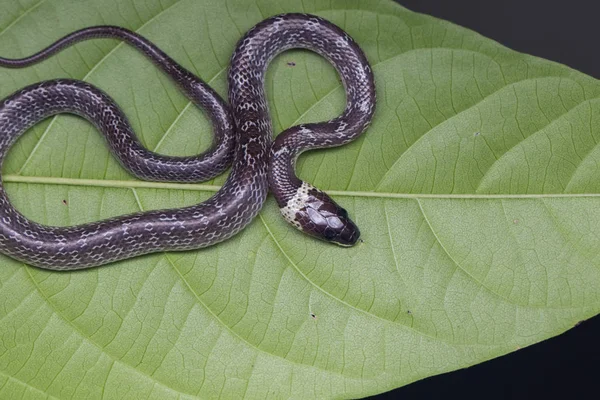 Detailní Záběr Malého Hada Zeleném Listu Common Wolf Snake — Stock fotografie