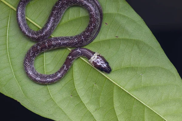 Närbild Liten Orm Gröna Blad Vanlig Varg Orm — Stockfoto