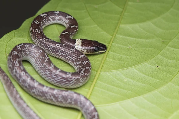 Gros Plan Petit Serpent Sur Feuille Verte Serpent Loup Commun — Photo