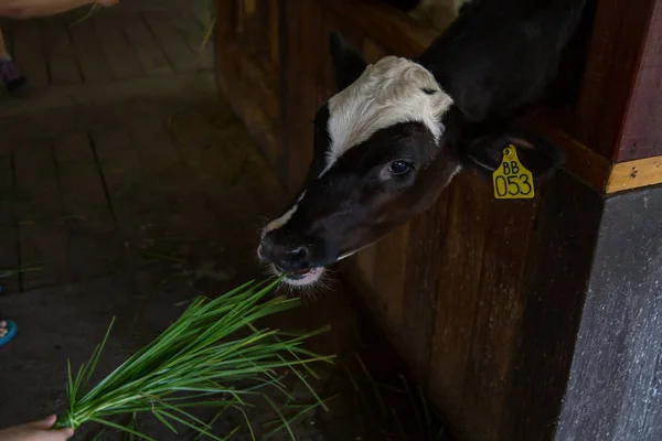 Рука Дающая Корове Траву Пищу — стоковое фото