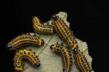 Yapraklar üzerinde bir testere larvası grubu (seçici odak) 