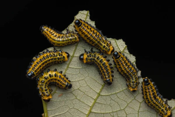 Group Sawfly Larva Leaves Selective Focus — Stock Photo, Image