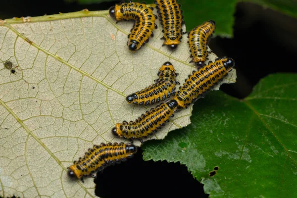 Grupo Larva Serradura Folhas Foco Seletivo — Fotografia de Stock