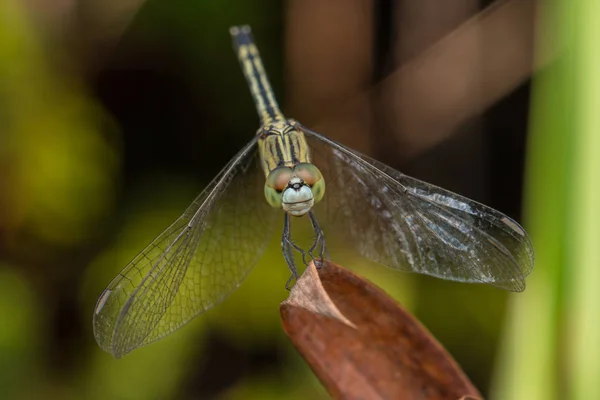 Nahaufnahme Der Schönen Libelle Libelle Auf Ästen — Stockfoto