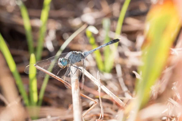 Nahaufnahme Der Schönen Libelle Libelle Auf Ästen — Stockfoto