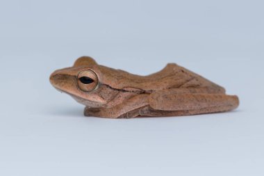 Makro görüntü Borneo güzel kurbağa