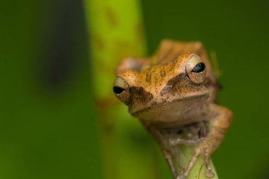 Makro görüntü Borneo güzel kurbağa