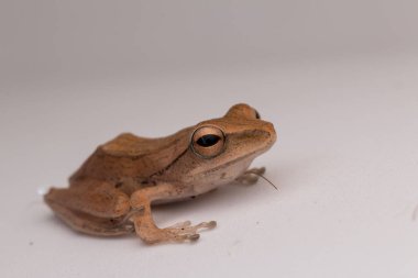 Makro görüntü Borneo güzel kurbağa