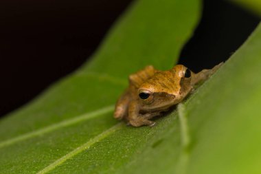 Makro görüntü Borneo güzel kurbağa