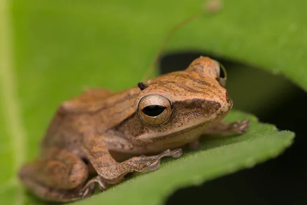 Makro Snímky Krásné Žába Borneo — Stock fotografie