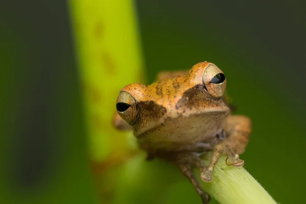 婆罗洲的宏观形象美丽的青蛙 — 图库照片