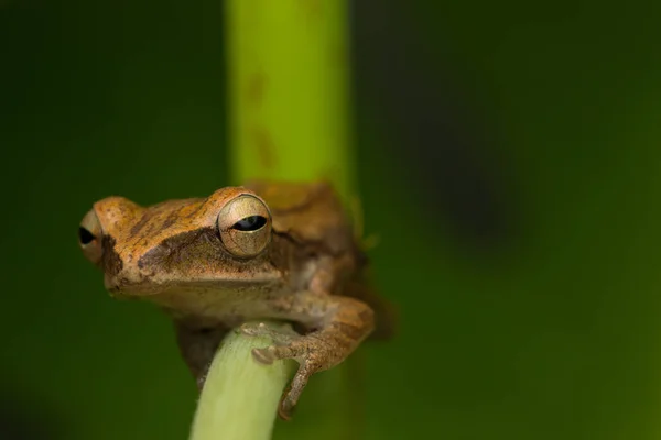 Macro Image Mooie Kikker Van Borneo — Stockfoto