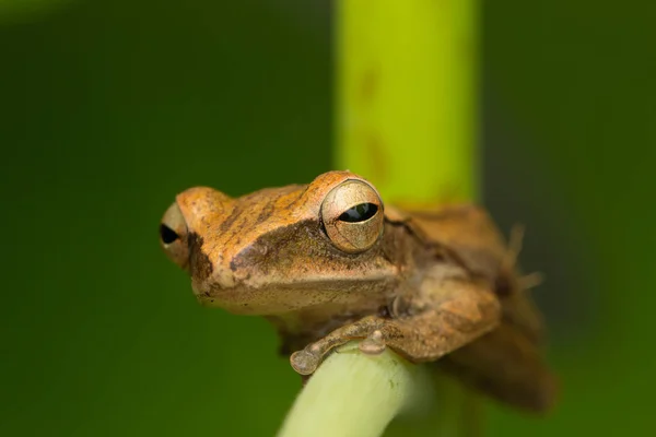 婆罗洲的宏观形象美丽的青蛙 — 图库照片