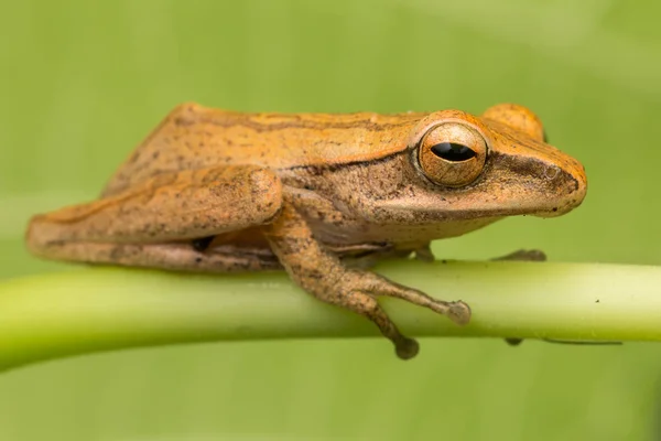 Macro Image Beautiful Frog — Stock Photo, Image