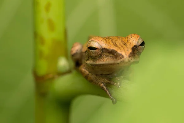 Makro Snímky Krásné Žába Borneo — Stock fotografie