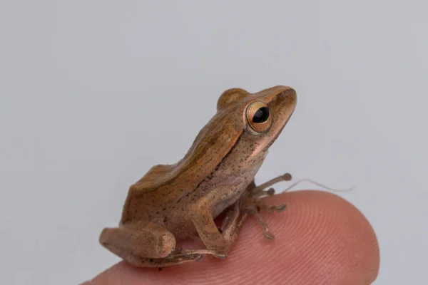 stock image Macro image beautiful frog of Borneo