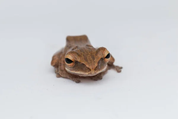 Macro Image Beautiful Frog Borneo — Stock Photo, Image