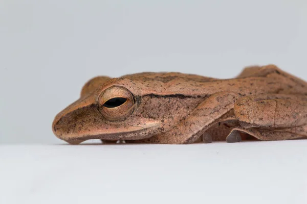 Makro Bilder Vacker Groda Borneo — Stockfoto