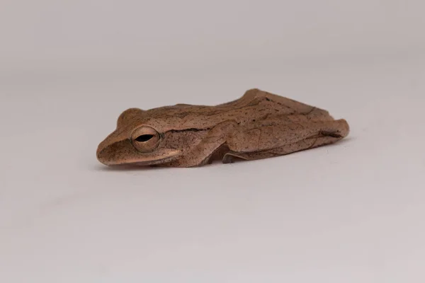 Macro Image Beautiful Frog Borneo — Stock Photo, Image