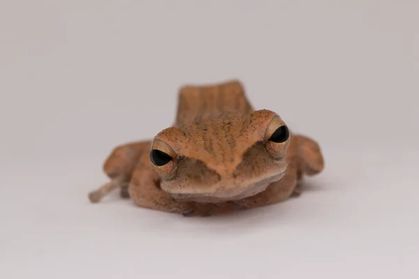 Macro Image Beautiful Frog Borneo — Stock Photo, Image