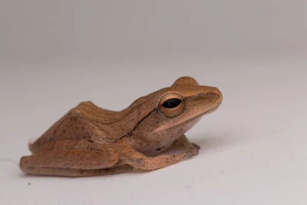 Macro Image Beautiful Frog Borneo — Stock Photo, Image