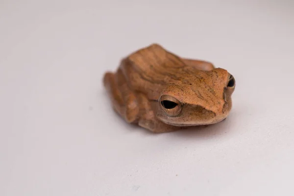 Macro Imagen Hermosa Rana Borneo — Foto de Stock