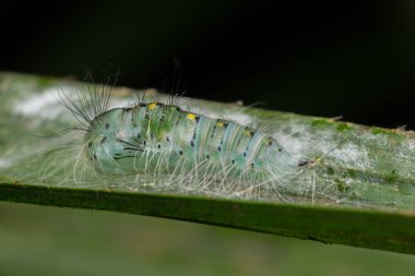 Sabah, Borneo 'da yaprak üzerinde sürünen şirin tırtıl. 