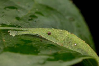 Sabah, Borneo katydid yaban hayatı makro görüntü