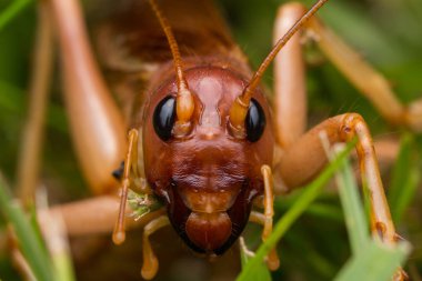 Sabah, Borneo 'daki dev cırcır böceğinin doğa sahnesi, Dev Çekirge' nin yakın plan görüntüsü.