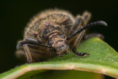 Kıllı, koyu renkli böcek Kota Kinabalu, Borneo 'nun güzel yakın plan görüntüsü.