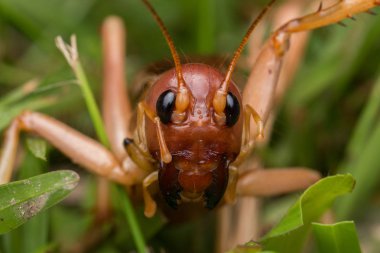 Sabah, Borneo 'daki dev cırcır böceğinin doğa sahnesi, Dev Çekirge' nin yakın plan görüntüsü.