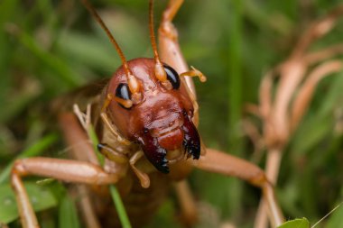 Sabah, Borneo 'daki dev cırcır böceğinin doğa sahnesi, Dev Çekirge' nin yakın plan görüntüsü.