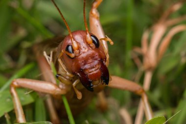 Sabah, Borneo 'daki dev cırcır böceğinin doğa sahnesi, Dev Çekirge' nin yakın plan görüntüsü.
