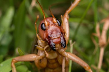 Sabah, Borneo 'daki dev cırcır böceğinin doğa sahnesi, Dev Çekirge' nin yakın plan görüntüsü.