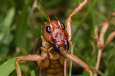 Sabah, Borneo 'daki dev cırcır böceğinin doğa sahnesi, Dev Çekirge' nin yakın plan görüntüsü.