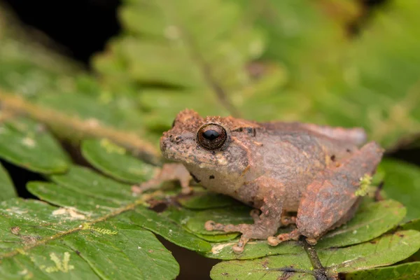 Cute Small Frog Green Leaf Deep Jungle — Stock fotografie