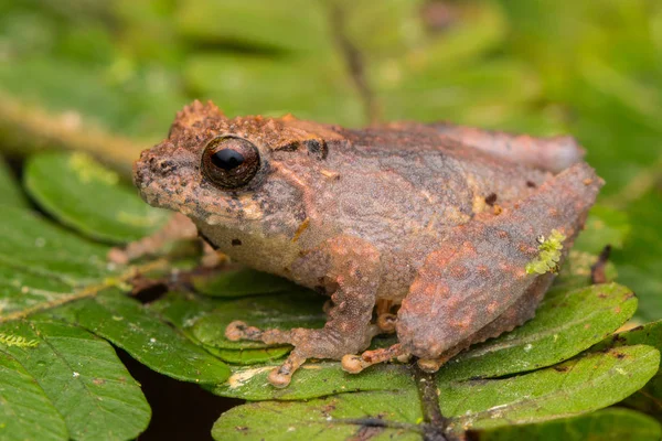 Linda Rana Pequeña Una Hoja Verde Selva Profunda — Foto de Stock