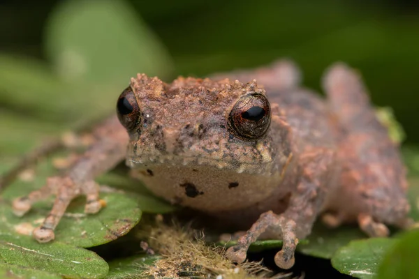 Sapo Pequeno Bonito Uma Folha Verde Selva Profunda — Fotografia de Stock