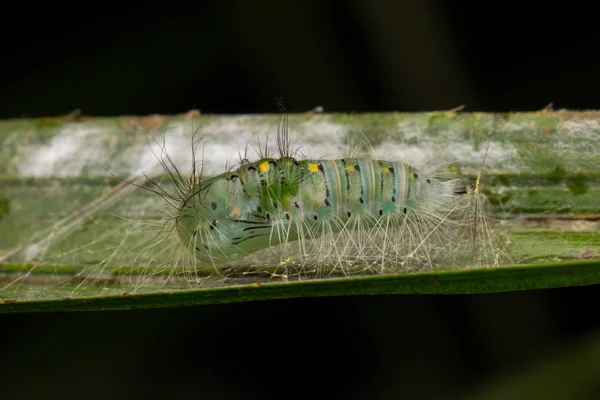 Cute caterpillar crawling on leaf in Sabah, Borneo