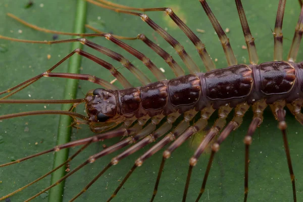 Zbliżenie Centipede House Borneo — Zdjęcie stockowe