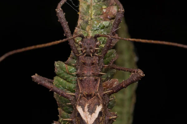 Κοντινό Πλάνο Του Καφέ Katydid Της Σαμπάχ Βόρνεο — Φωτογραφία Αρχείου