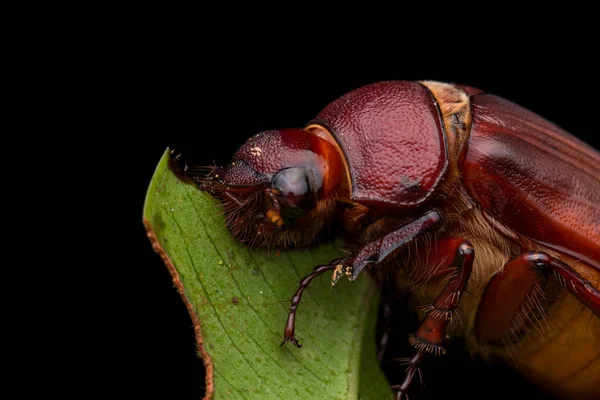 Aranyos Barna Szkarabeusz Bogár Sabah Borneo Szép Részlete Barna Szkarabeusz — Stock Fotó