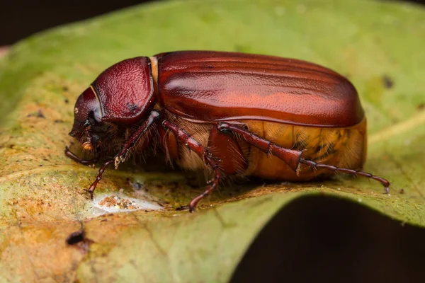 Adorable brown scarab beetle at Sabah, Borneo. Beautiful Close-up of brown scarab beetle