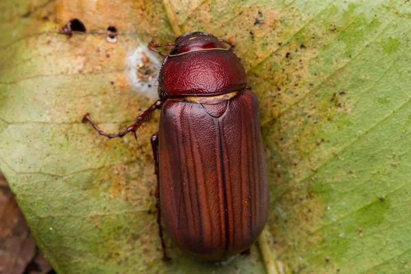 可爱的棕色甲虫在沙巴 婆罗洲 棕色甲虫的美丽特写镜头 — 图库照片