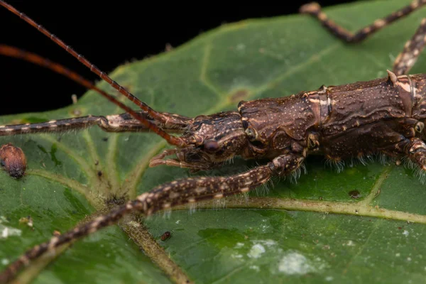 Nahaufnahme Von Braunem Katydid Aus Sabah Borneo — Stockfoto