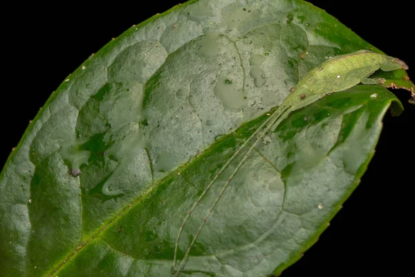 Wildlife Macro Foto Van Een Sabelsprinkhaan Van Sabah Borneo — Stockfoto